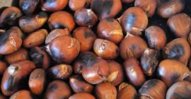 Sprzedam organiczne kasztany Bierzo z własnej uprawy, bez pestycydów