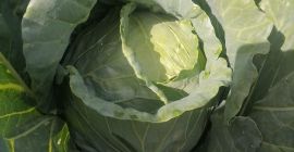 Mam do zaoferowania kapustę bałkańską cena bez VAT 1,20