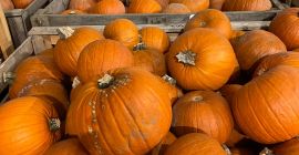 Dynia Halloween Dostępne od ręki 17 ton. Spakowana w