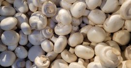 Good morning, I have a white mushroom for sale.