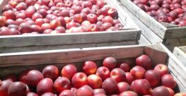 W sprzedaży posiadamy jabłka odmian: Golden Delicious, Fuji, Story