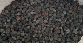 Prinus spinosa mrożony i suszony