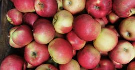 Hallo, wir sind ein Unternehmen, das geschälte Äpfel, Äpfel