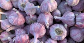 Sprzedam czosnek duże ilości,