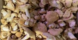 Se vende Angula de monte, 9 euro za kilogram,
