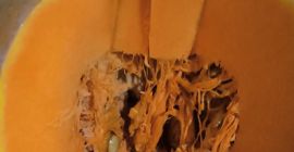 vendo calabaza bio con buen calidad origen de marruecos