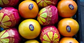 Pomarańcze Navel i Valencia Teleskopowe i z otwartym dachem,