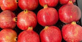 Odmiana: bala-myursal Opcja od 100kg