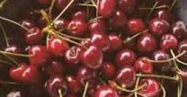 Wysokiej jakości kiwi importowane z Włoch bezpośrednio od producenta.