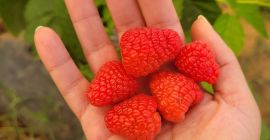 Dostępne świeże w pojemnikach 125 g i mrożone.