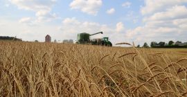 Organiczny orkisz łuskany (łuski usunięte i gotowe do zmielenia),