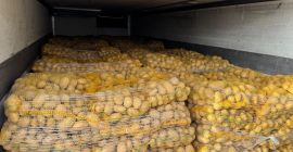 Oferujmy Ziemniaki Soraya pakowane w worki 15kg. Kaliber +45