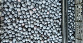 Sprzedam dużą ilość świeżych borówek. Za 6, 7 i