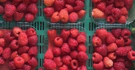 Witam , zajmujemy się produkcją malin tunelowych , porzeczki