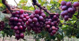 Winogrona Red Globe na eksport - Piura, Peru Oferujemy
