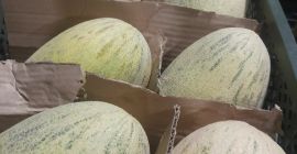 Liofilizowane owoce Truskawka - 16 USD kg Eksport na