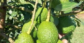 M&amp;K organic to firma zarejestrowana w Polsce, importująca świeże