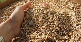 pszenica orkisz 110 ton 0,40 eur/kg z certyfikatem Primoris