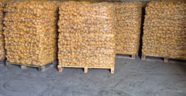Witam sprzedam,example ziemniak pakowanego 10kg po szczotkach ładny czysty