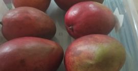 Najwyższej jakości organiczne mango, uprawiane z troską i największą