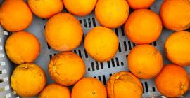 Sprzedam Pomarańcze Navel Povell Hiszpania. Jestem producentem. Pomarańcze świeżo