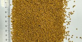 Oferujemy wysokiej jakości gorczycę o czystości 99-99,5%. Yellow mustard