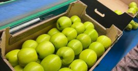 Golden Delicious to popularna odmiana jabłek znana ze słodkiego