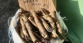 Sprzedaję 400 kg ekologicznego rumuńskiego chrzanu z ogrodu, ładnego
