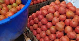 Nasze świeże pomidory są uprawiane ekologicznie i starannie zbierane,