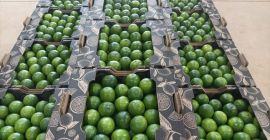 Świeże limonki bezpośrednio z farmy za pośrednictwem lotnisk Koszt