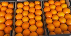 świeże produkty zbierane w dniu załadunku...najlepsze pomarańcze pakowane na