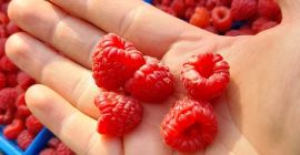 Jestem producentem ECO BIO MALIN LYULIN. Mam do sprzedania