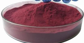 Wysokiej jakości produkt organiczny, wytwarzany z liofilizowanych owoców borówki