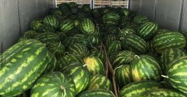 Pozdrowienia z Divjaka Albania Export, Z przyjemnością informujemy, że