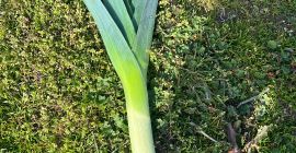 Pora zimowa – 100% ekologiczna! W sprzedaży świeża pora