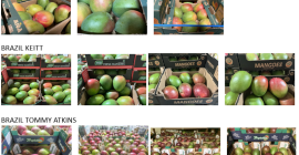 Mango z Wybrzeża Kości Słoniowej, Brazylii i Peru –