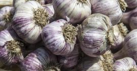 Świeży czosnek na sprzedaż – 0,42 € za cebulkę