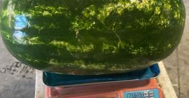 Już dostępne – Premium Delta Watermelons z Maroka Oferujemy
