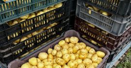 Sprzedam młode ziemniaki, cena uzależniona od ilości! Sprzedaż wyłącznie