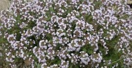 Organic Iranian thyme from the Sabalan Mountains is available