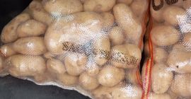 Sprzedam ziemniaki odmiany SPUNTA (świeże) naturalne, które znajdują się