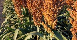 Szukamy do sprzedaży 1200 ton czerwonego sorgo z Zambii