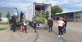 Sprzedam kapustę 2-4 kg, ilość 200 ton. Tylko na