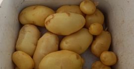 Ziemniaki świeże odmiana Agata.