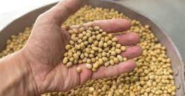 Dostępność: 1000 ton soi (GMO) z Ukrainy. Produkt jest
