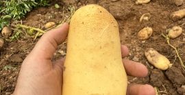 Se vende patata noha calidad 1 tlf [teléfono]