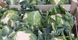 Voi stabili o cooperare cu cumpărători din România Conopidă