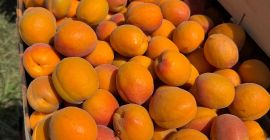 SRL Ciumașu Fruits Trade ma na sprzedaż morele odmiany