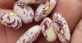 W ofercie świeże ekologiczne soczyste wiśnie Cena z dostawą