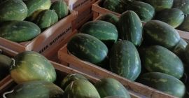 FIA GOGOT FUIT GREEK OFERUJE ORZEŹWIAJĄCY PRODUKT NA LATO